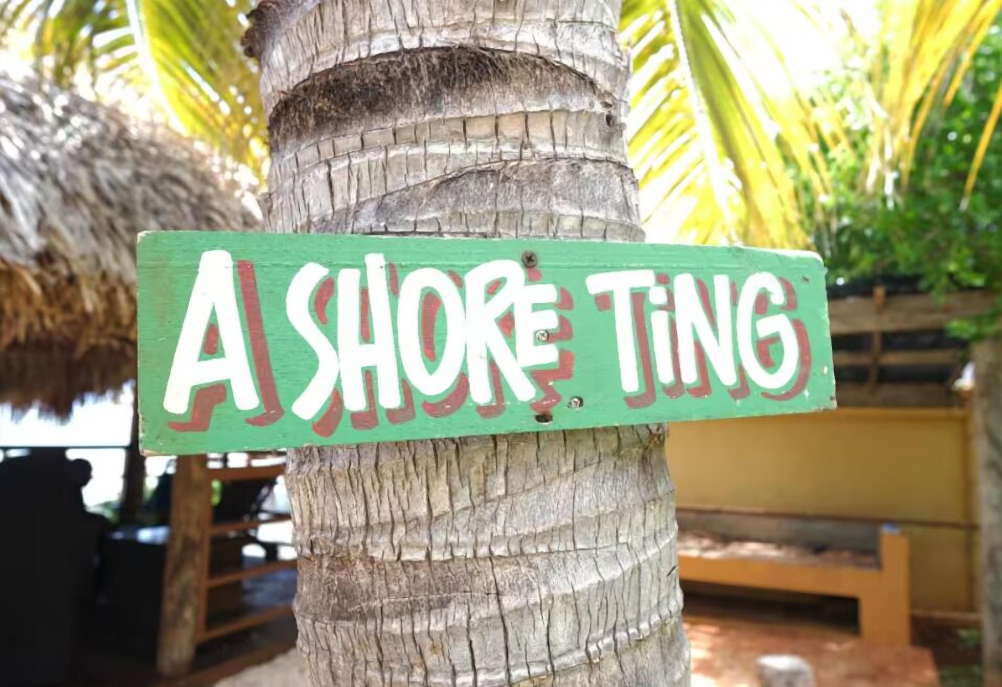 A palm tree with a sign that reads "A Shore Ting."