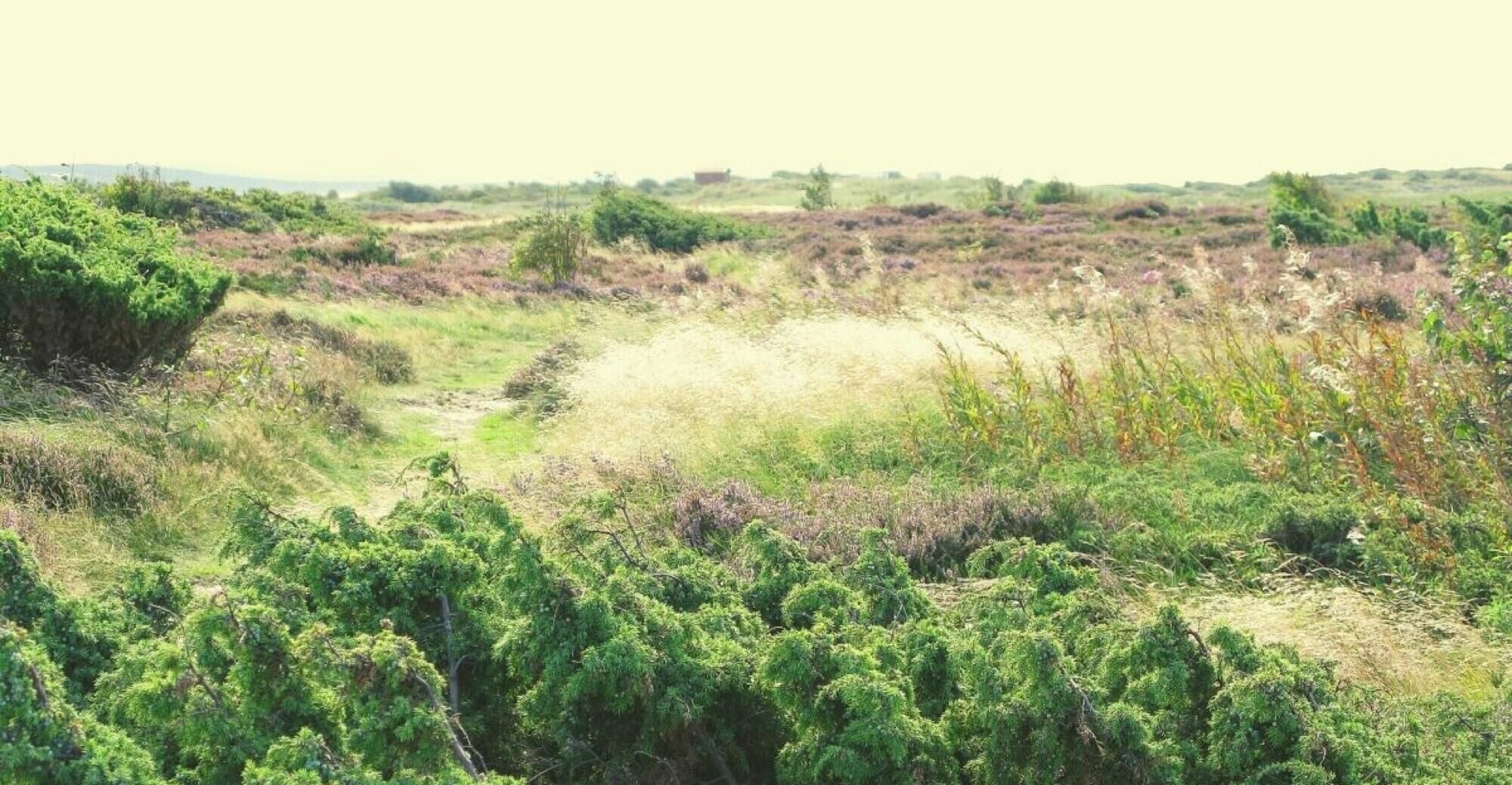 A natural landscape with dense greenery and a dirt path.