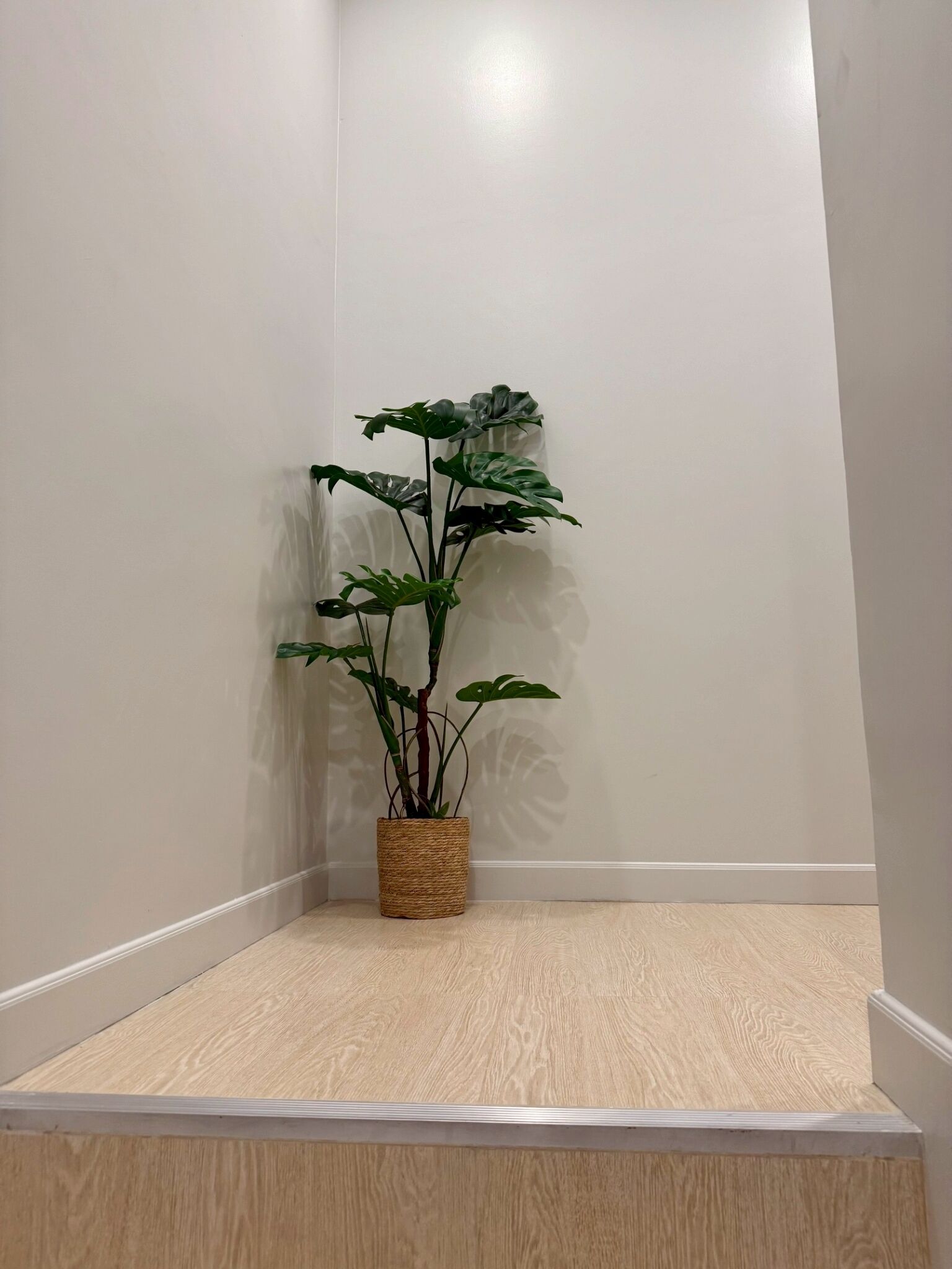 A corner room with a wooden floor, a potted plant, and white walls.
