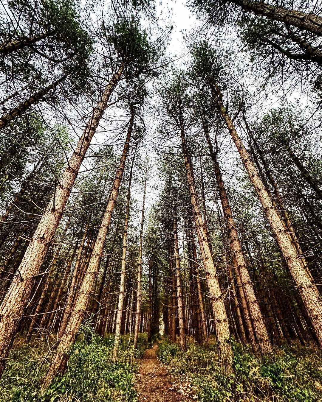 A dense forest with tall trees and a narrow path leading through it.