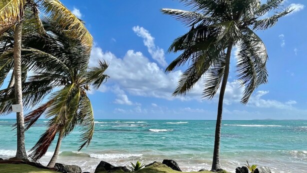 Ein Strand mit Palmen und klarem, blauem Wasser.