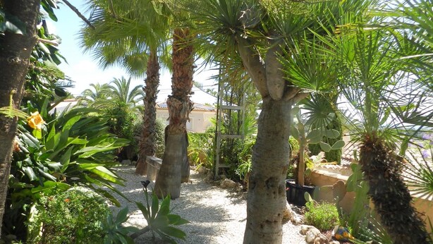 Un jardín con palmeras y diversas plantas tropicales.