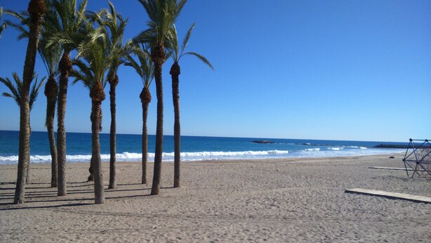 Une plage bordée de palmiers, sous un ciel bleu et dégagé.