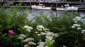 A marina with several boats docked, surrounded by residential buildings and lush greenery. - Perkins Cove Gem - Q934 (Ogunquit)
