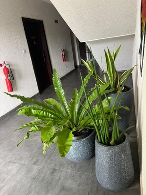 A hallway with potted plants, a fire extinguisher, and a door. - Modern, well fitted, enjoyable apartment with AC in vibrant Osu, off Oxford St. (Accra)