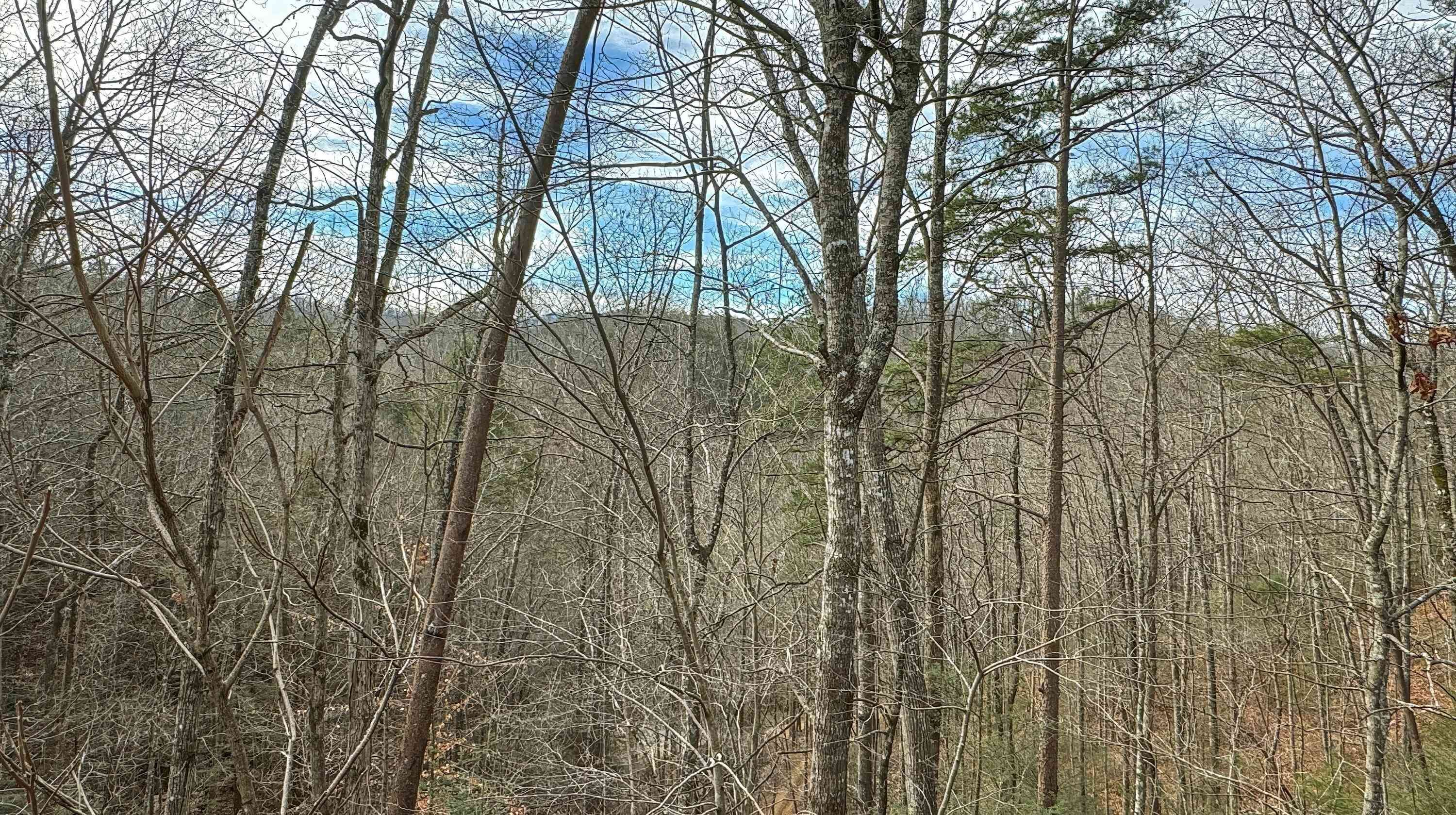 A dense forest with tall, leafless trees and a clear sky.