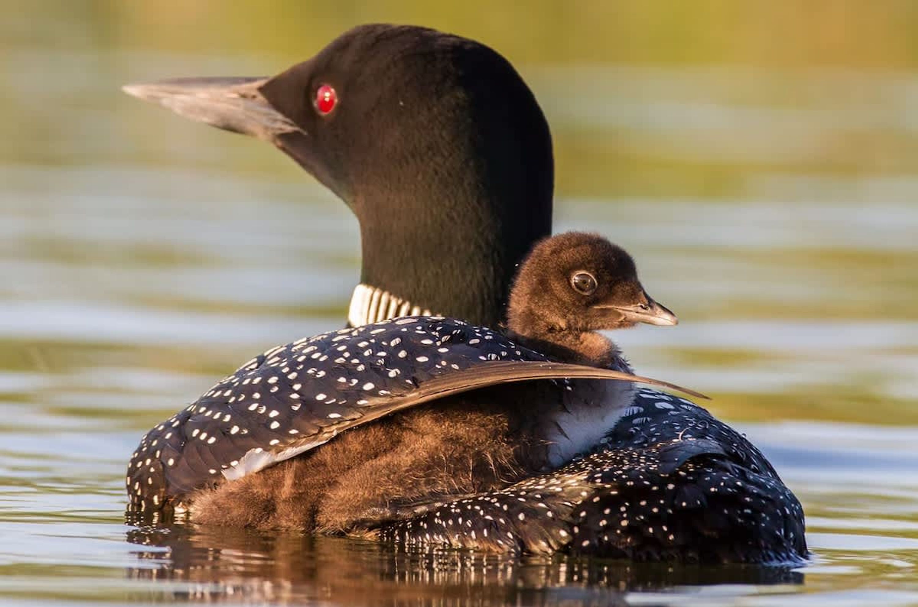 Un canard au plumage tacheté et à l’œil rouge, portant un caneton.
