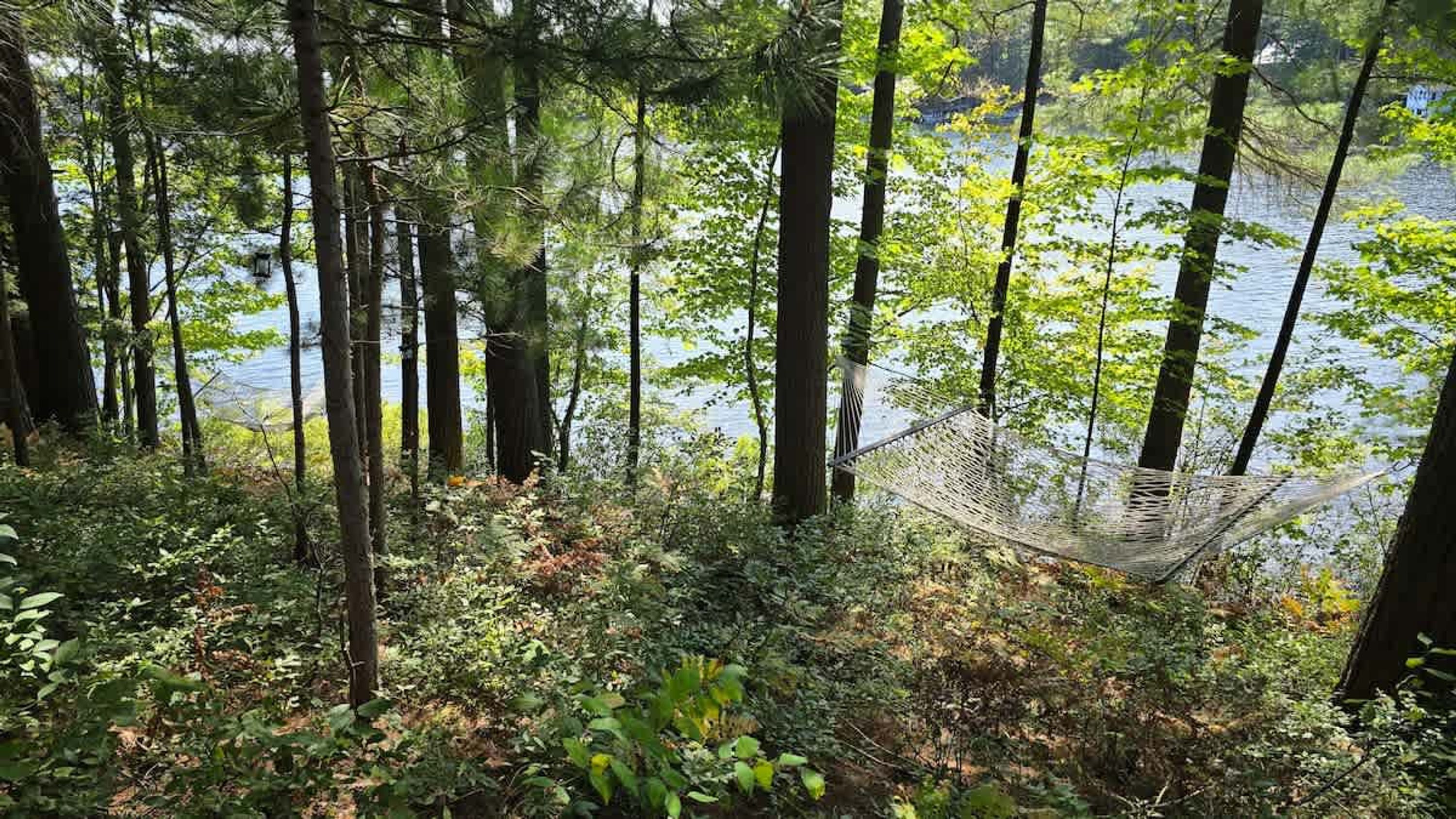 A hammock in a forested area with a lake in the background.