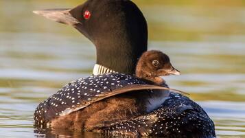 A duck with a spotted pattern and a red eye, carrying a duckling.