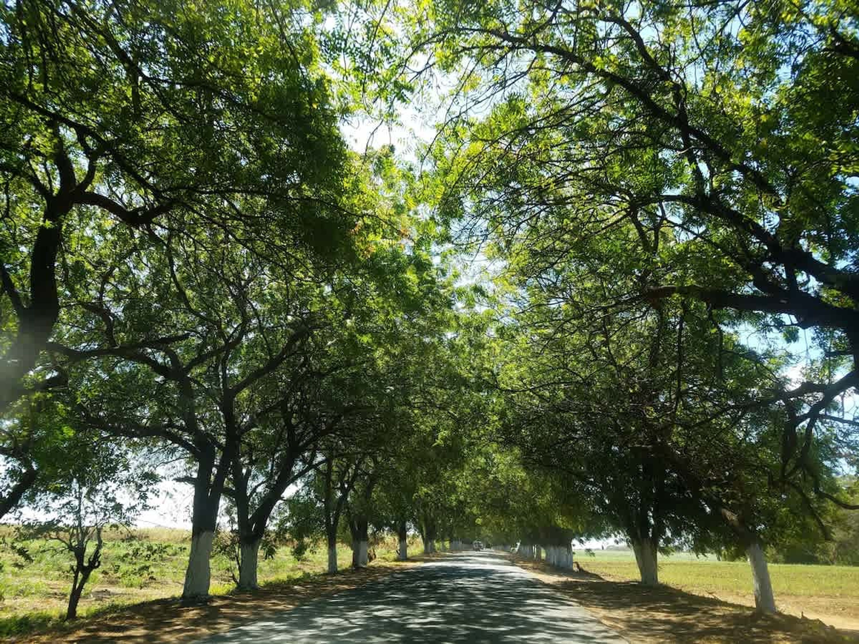 A tree-lined pathway with a clear sky.
