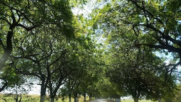 A tree-lined pathway with a clear sky.