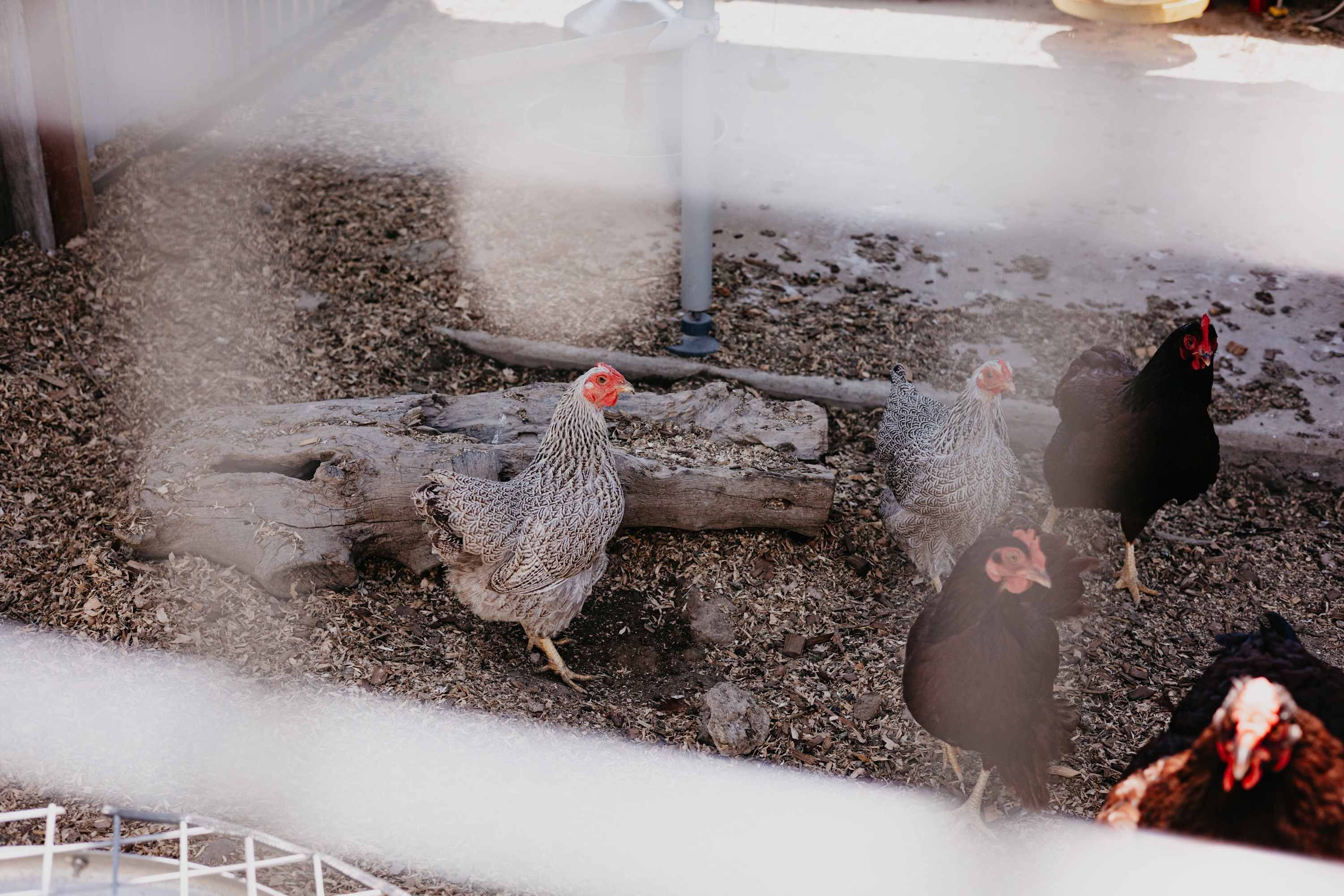 A chicken coop with a wire fence, wooden logs, and a feeding area.