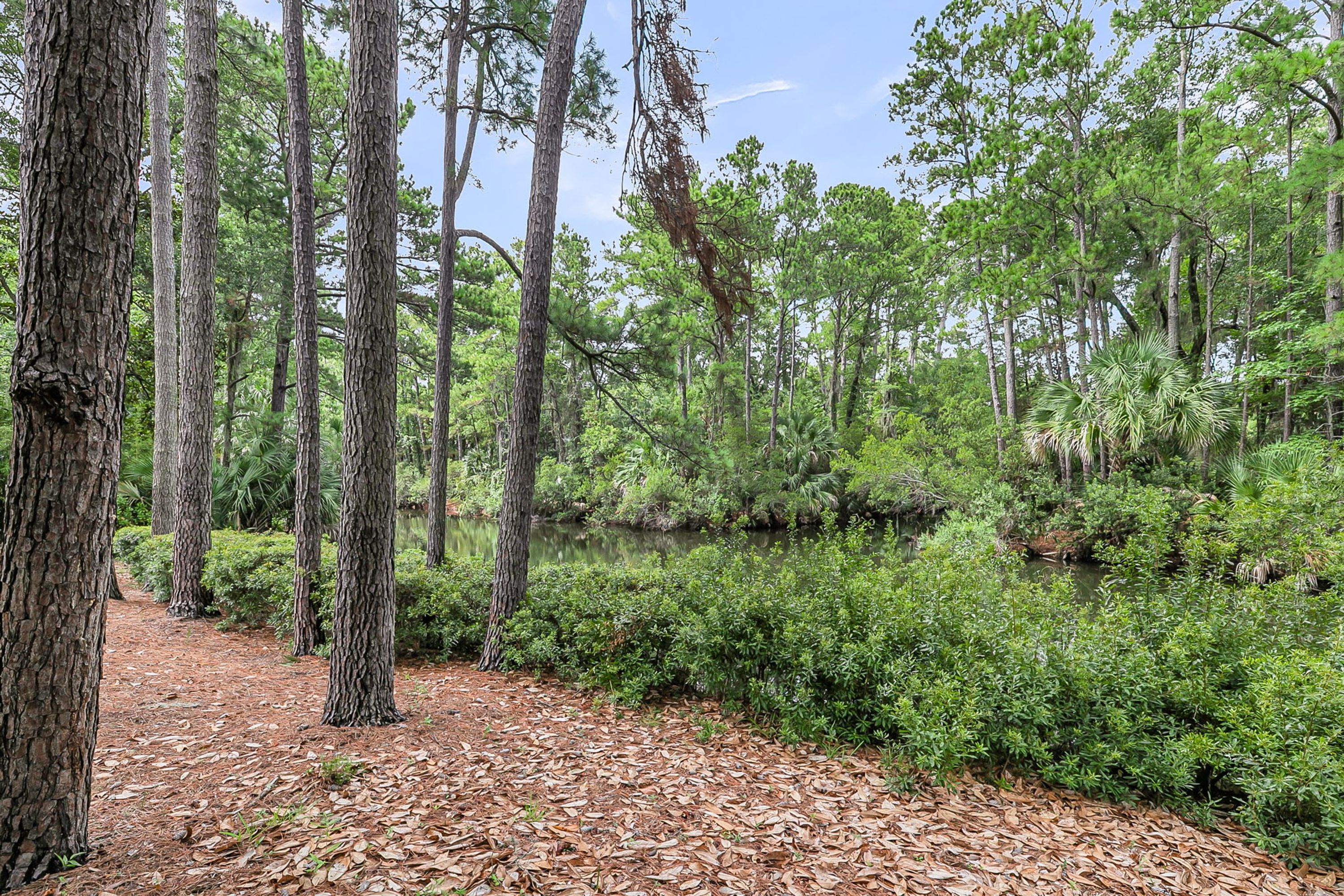 A forested area with a dirt path and dense greenery.