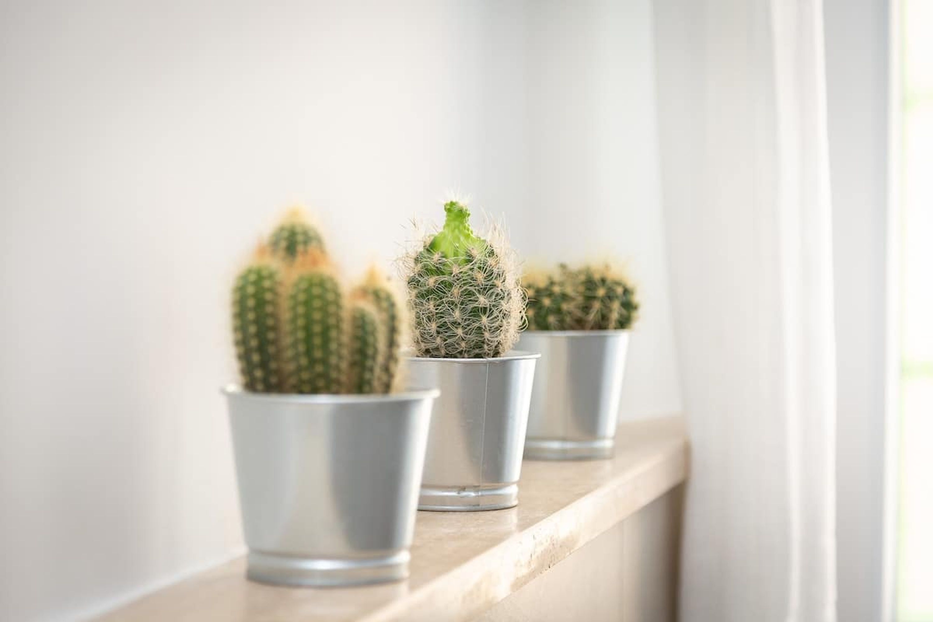 Three potted cacti on a shelf.