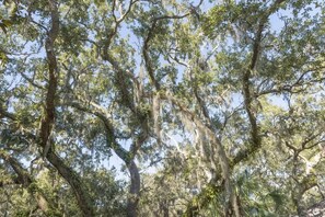 A dense forest with mature trees and hanging moss. - Best Value in Seabrook - Heron Run (Seabrook Island)