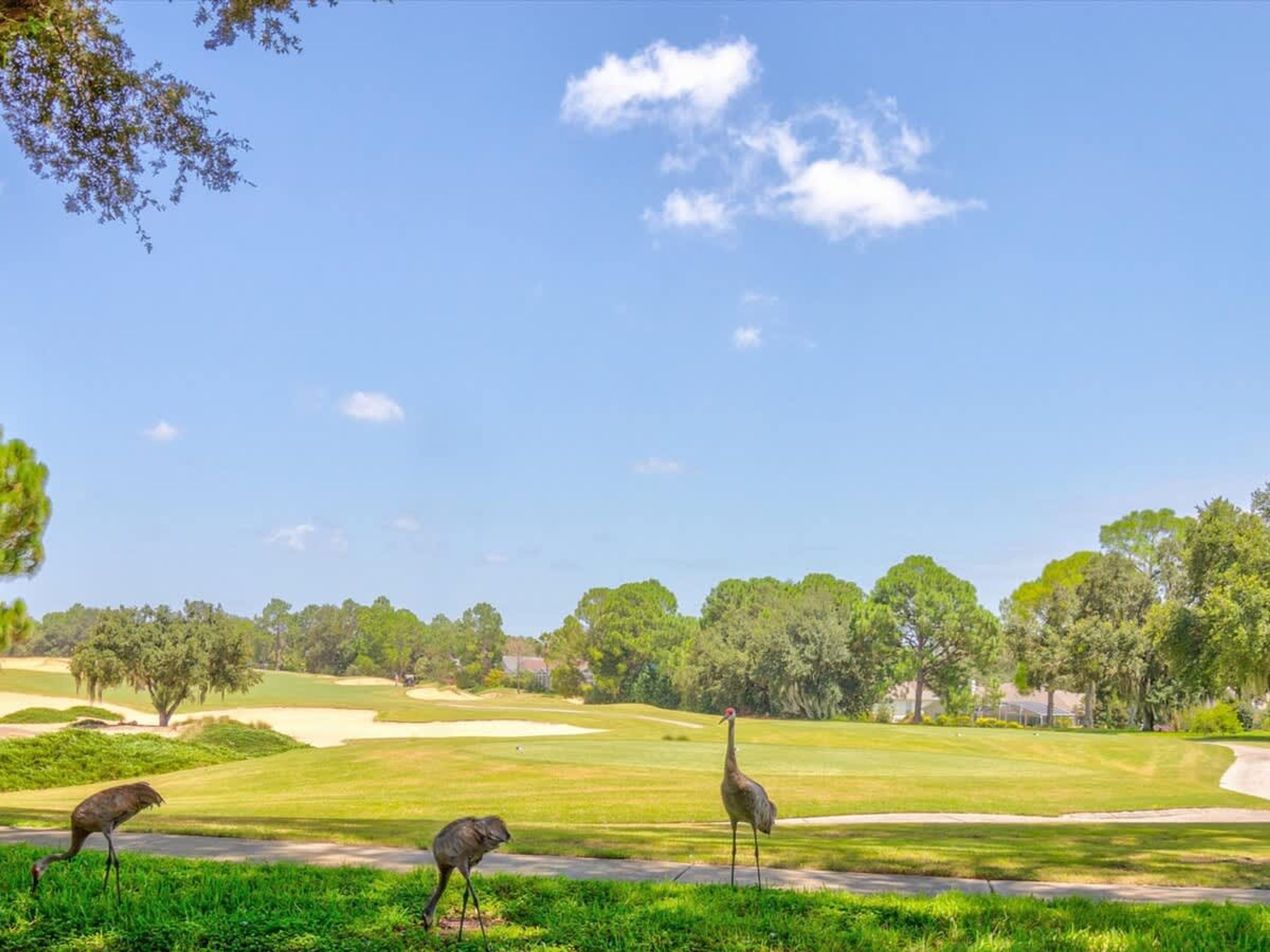 A golf course with three ostriches on the grass.