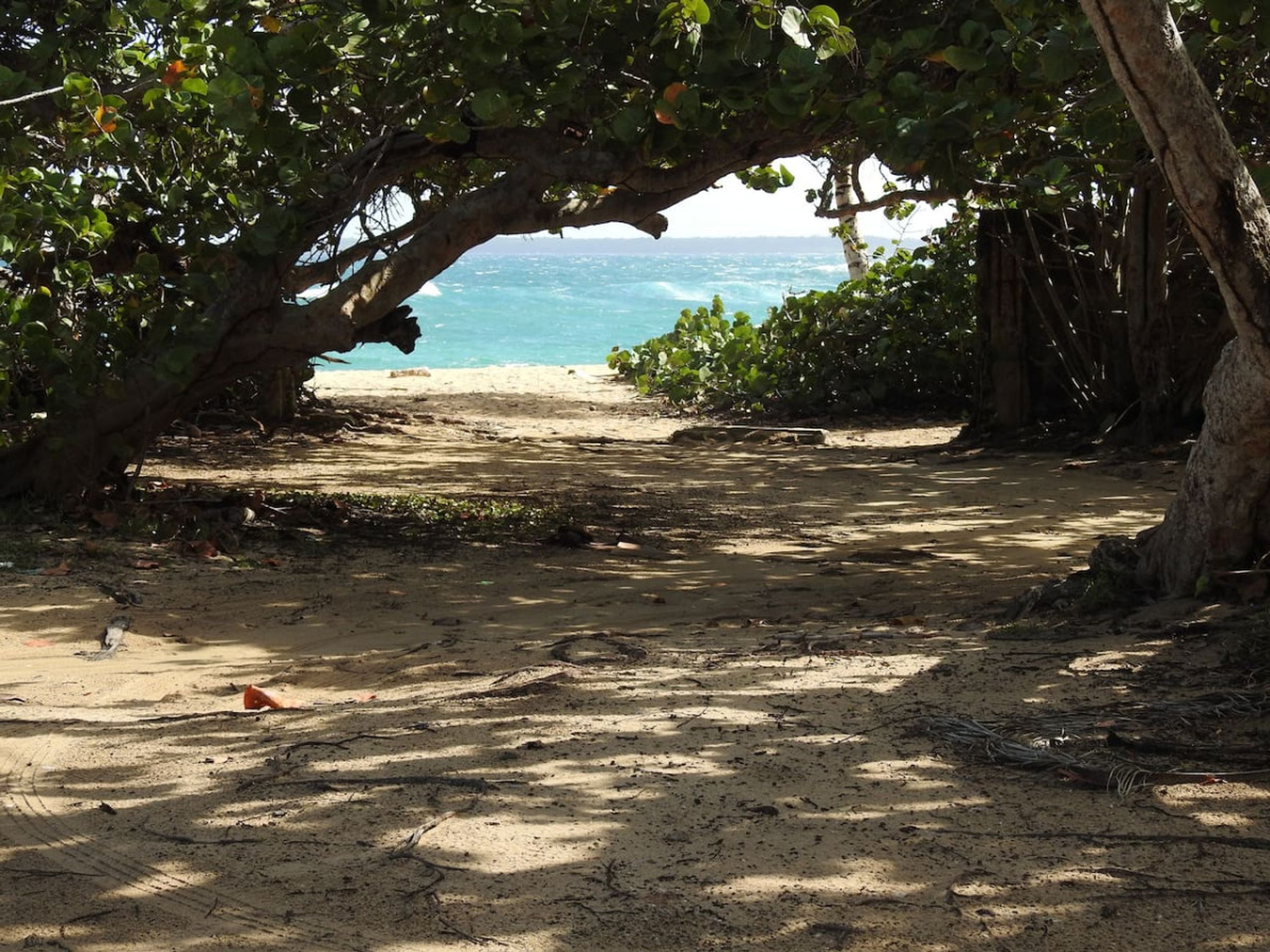 A beach path under a large tree with a view of the ocean.