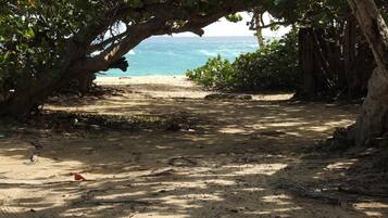 A beach path under a large tree with a view of the ocean.