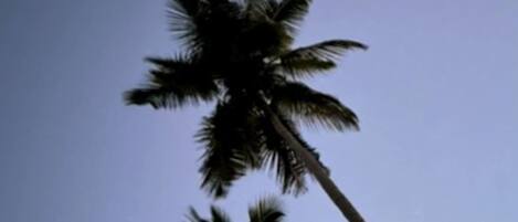 A tall palm tree against a clear sky.