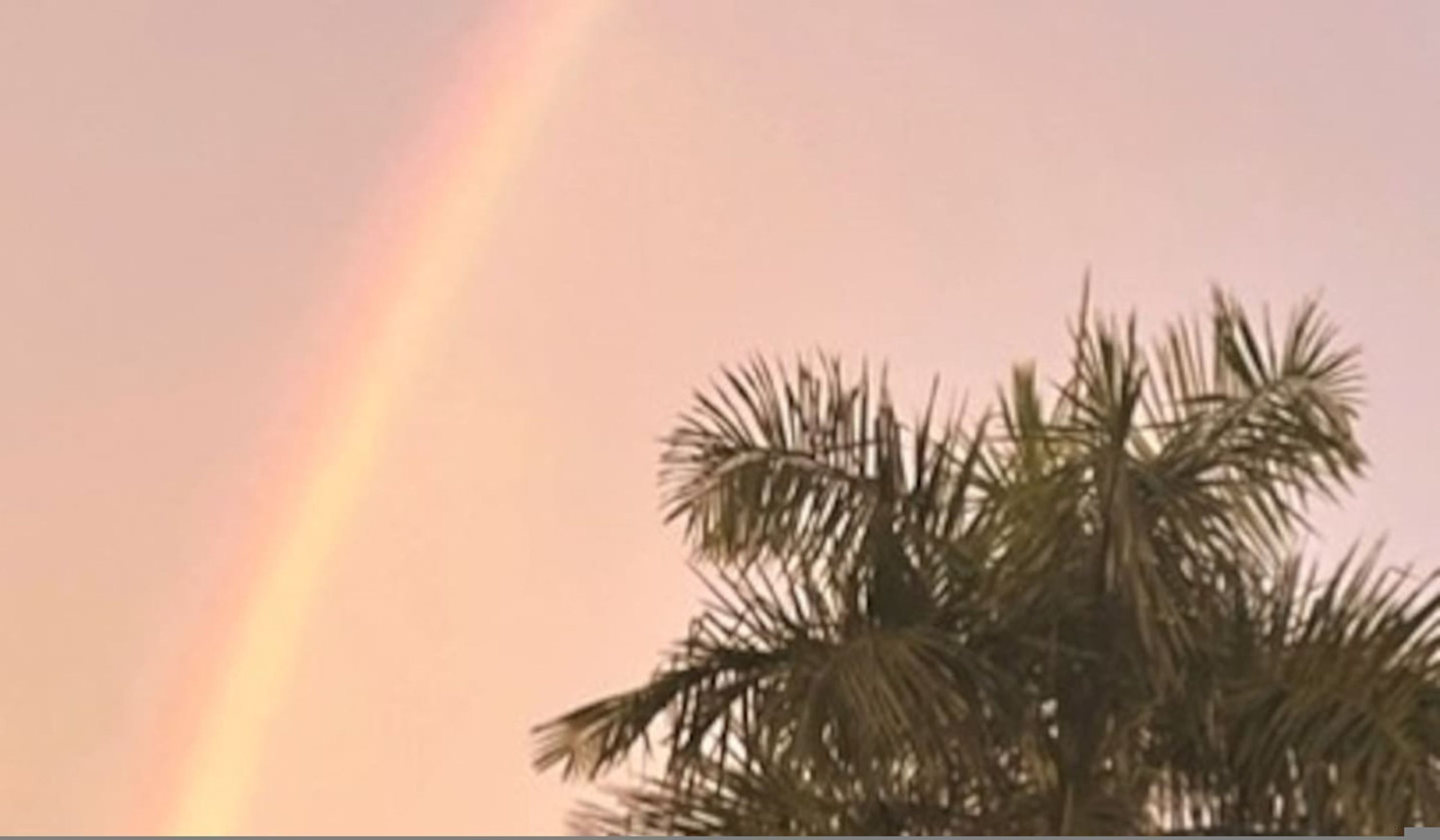 A palm tree against a sky with a rainbow.