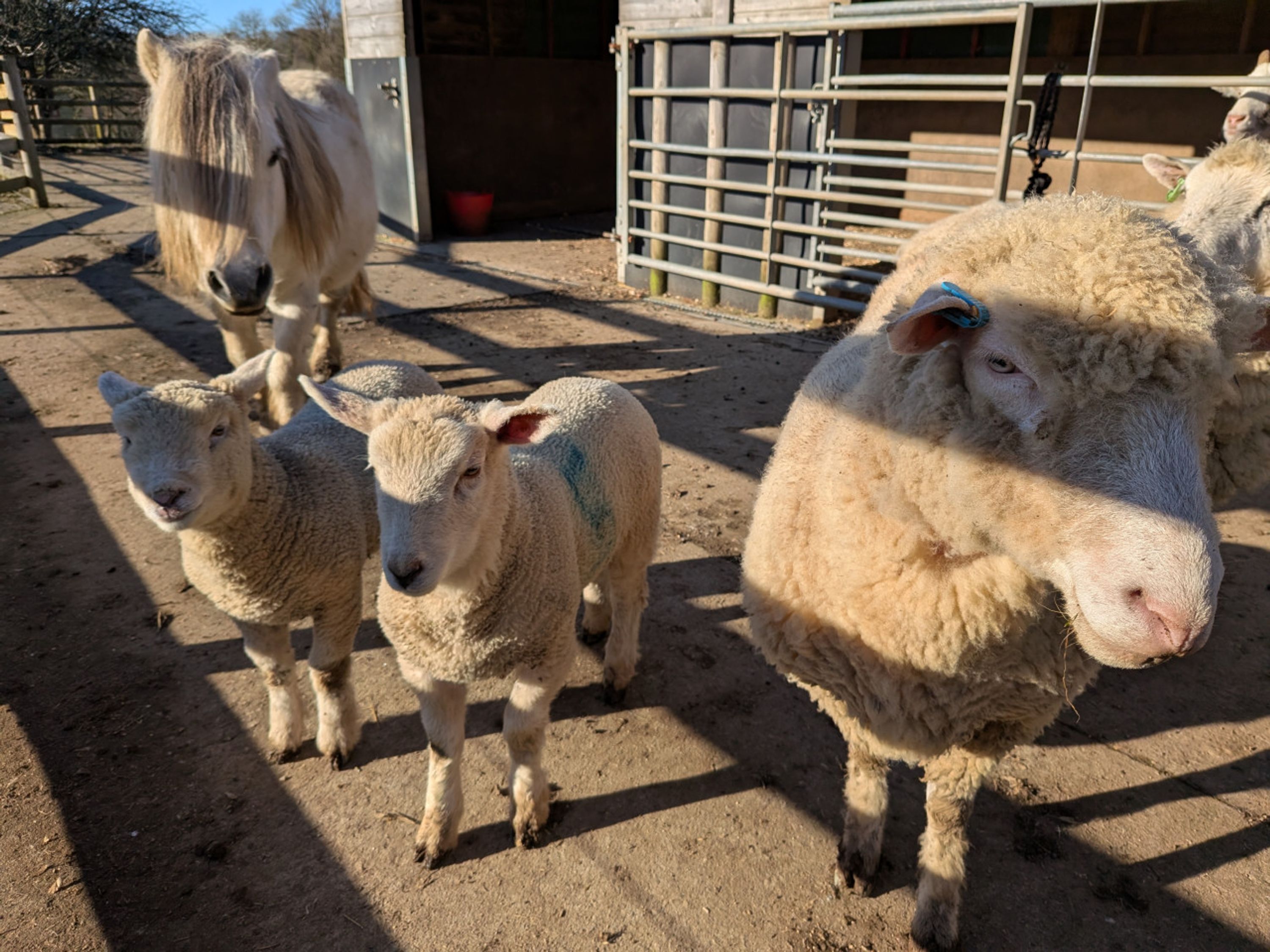 A group of sheep and a horse in a fenced area with a building in the background.