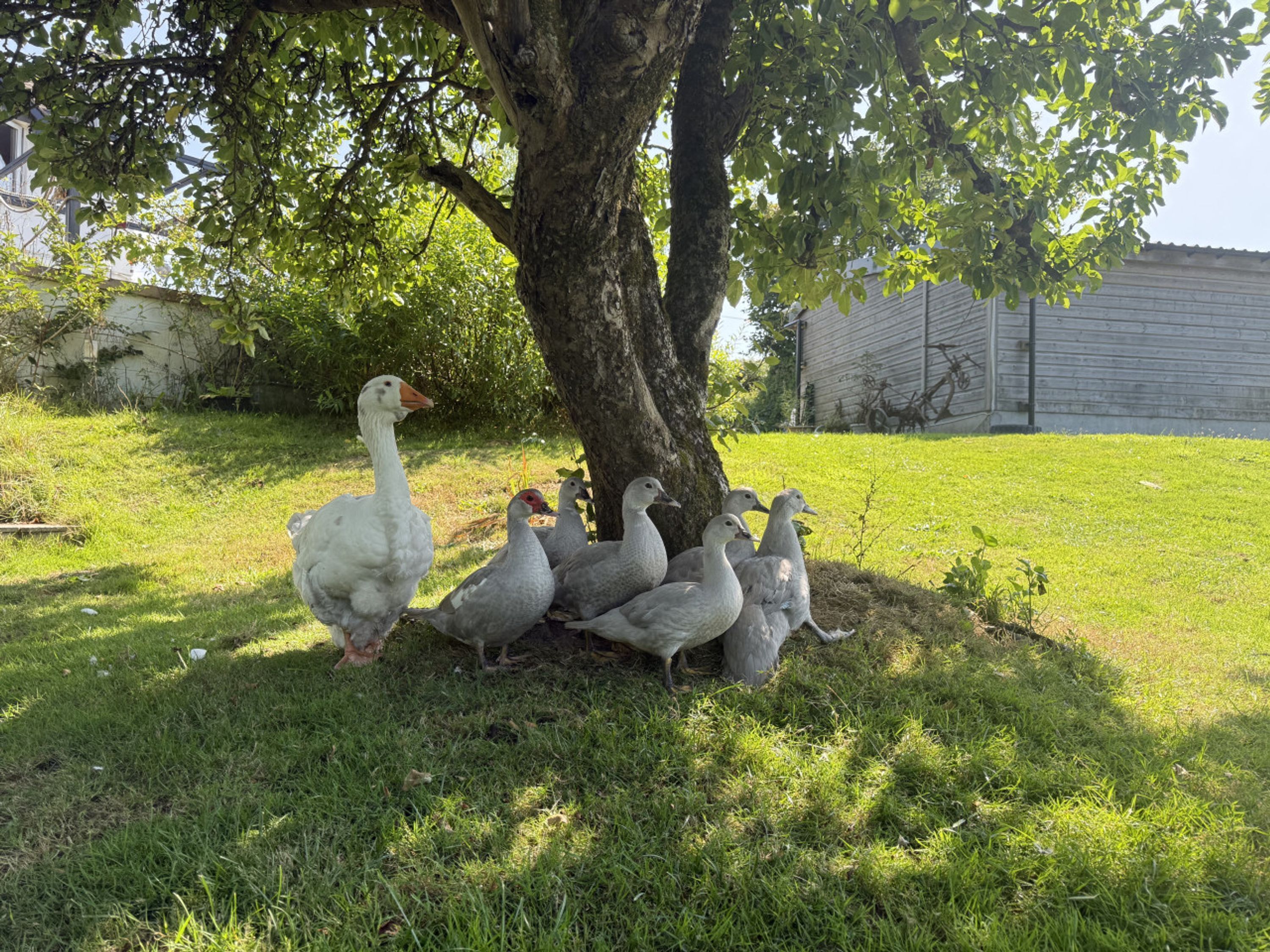 A group of geese gathered under a tree in a grassy area with a building in the background.