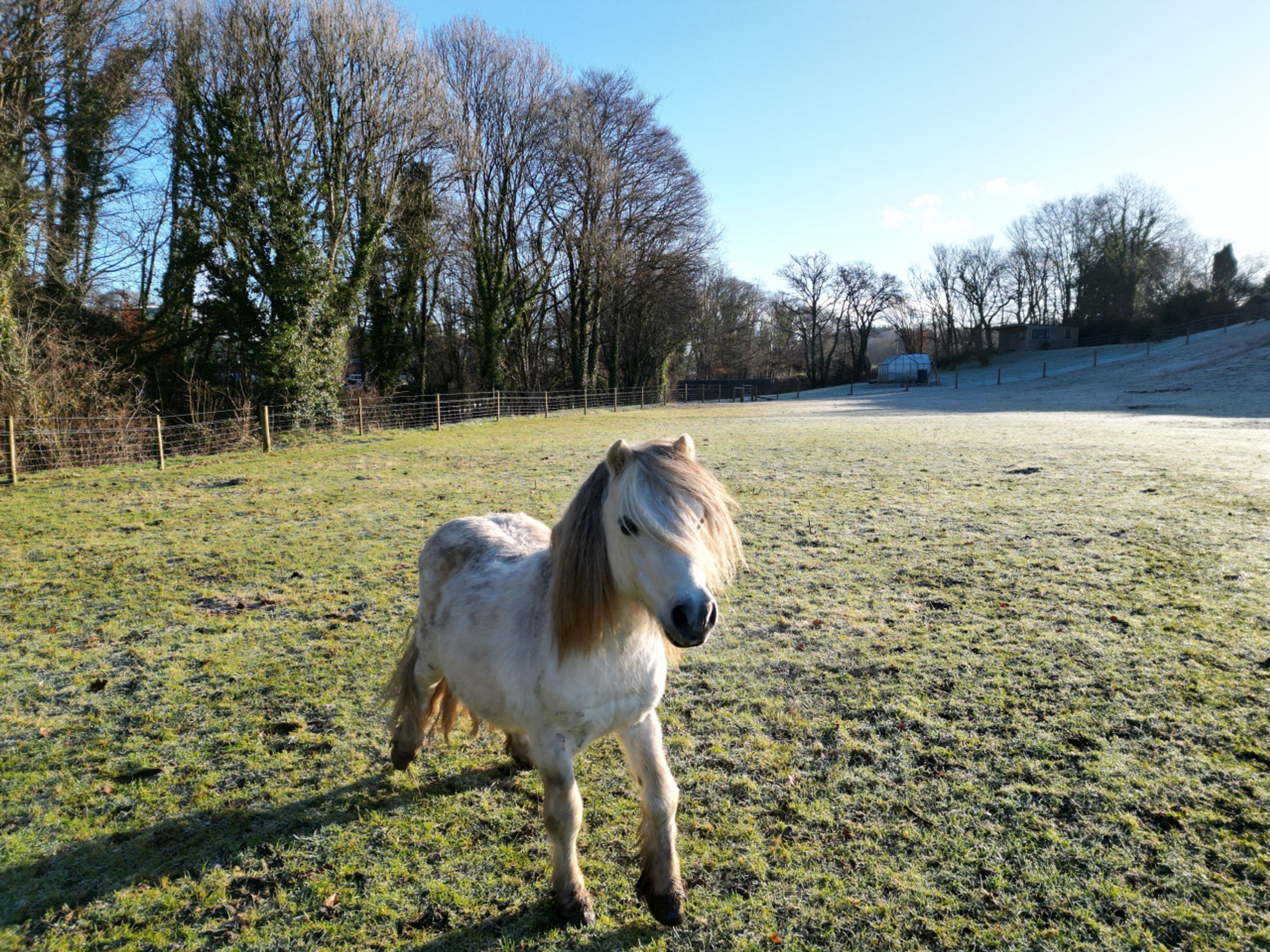 Un cheval dans un champ clôturé, avec des arbres en arrière-plan.