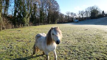 Um cavalo em um campo cercado, com árvores ao fundo.