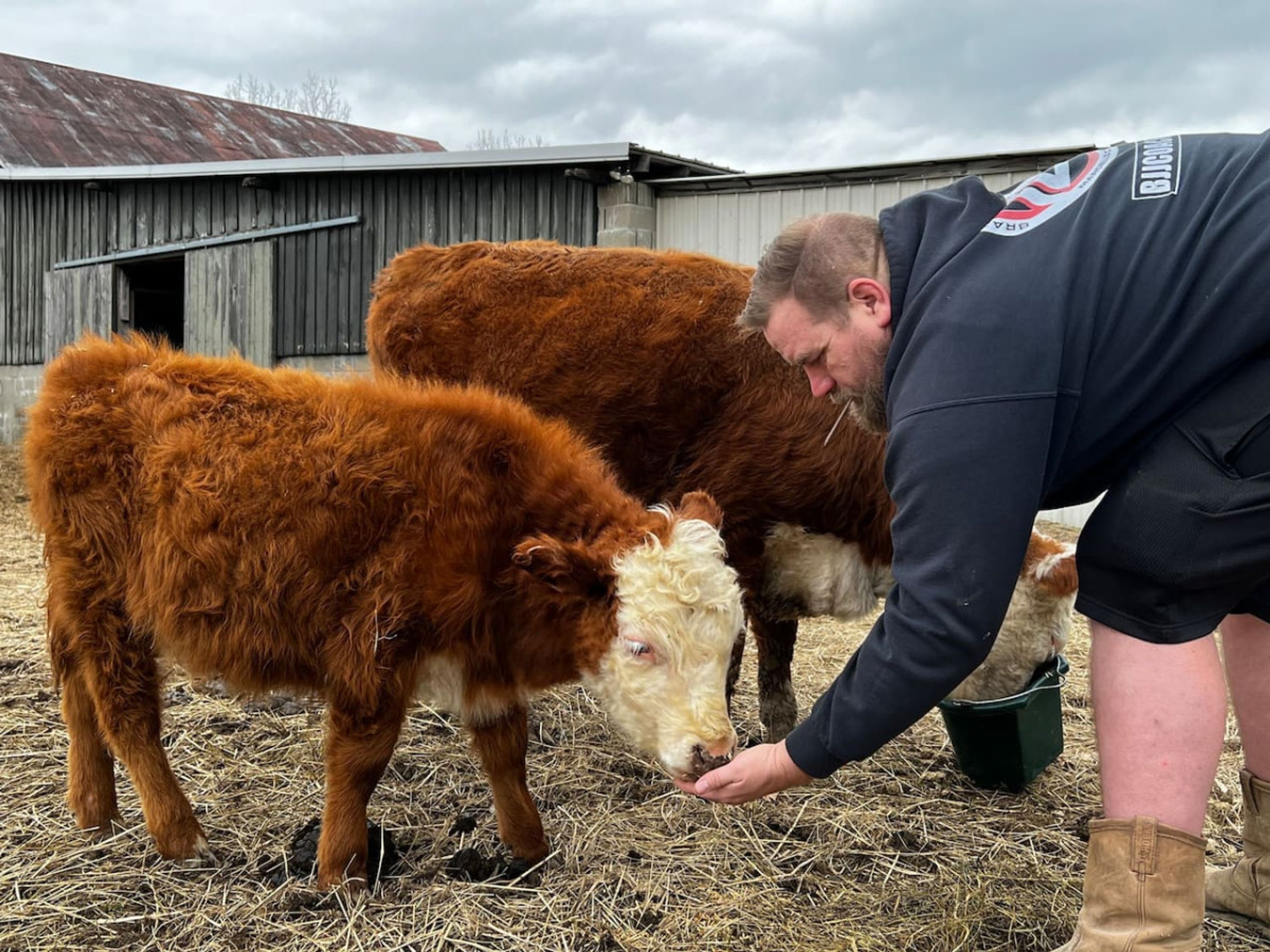A person feeding two cows in a barn with a metal roof and wooden walls.