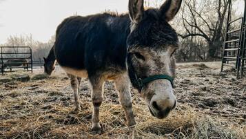 A donkey standing in a fenced area with hay on the ground.