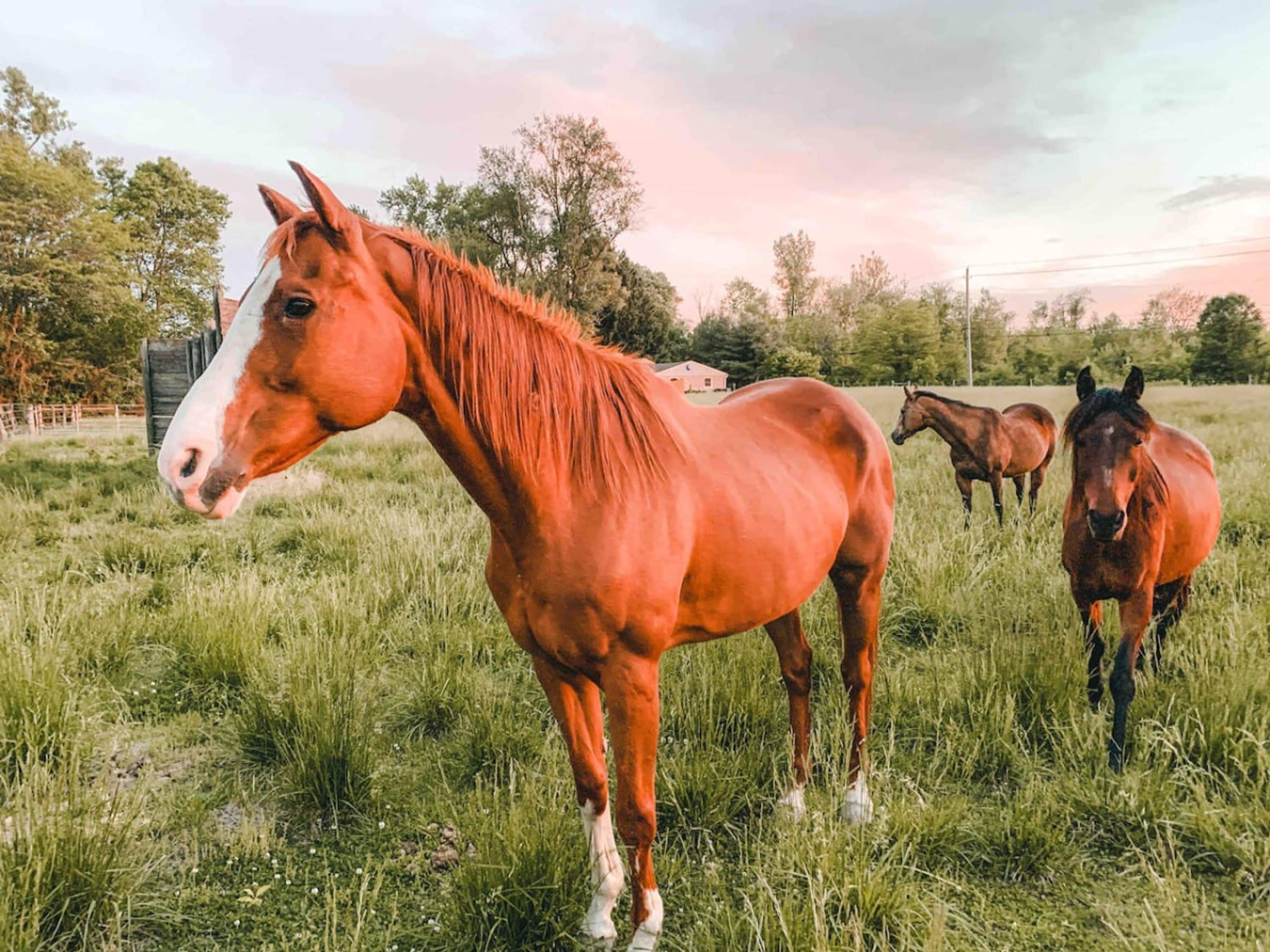 Une étable avec des chevaux qui paissent dans un champ.