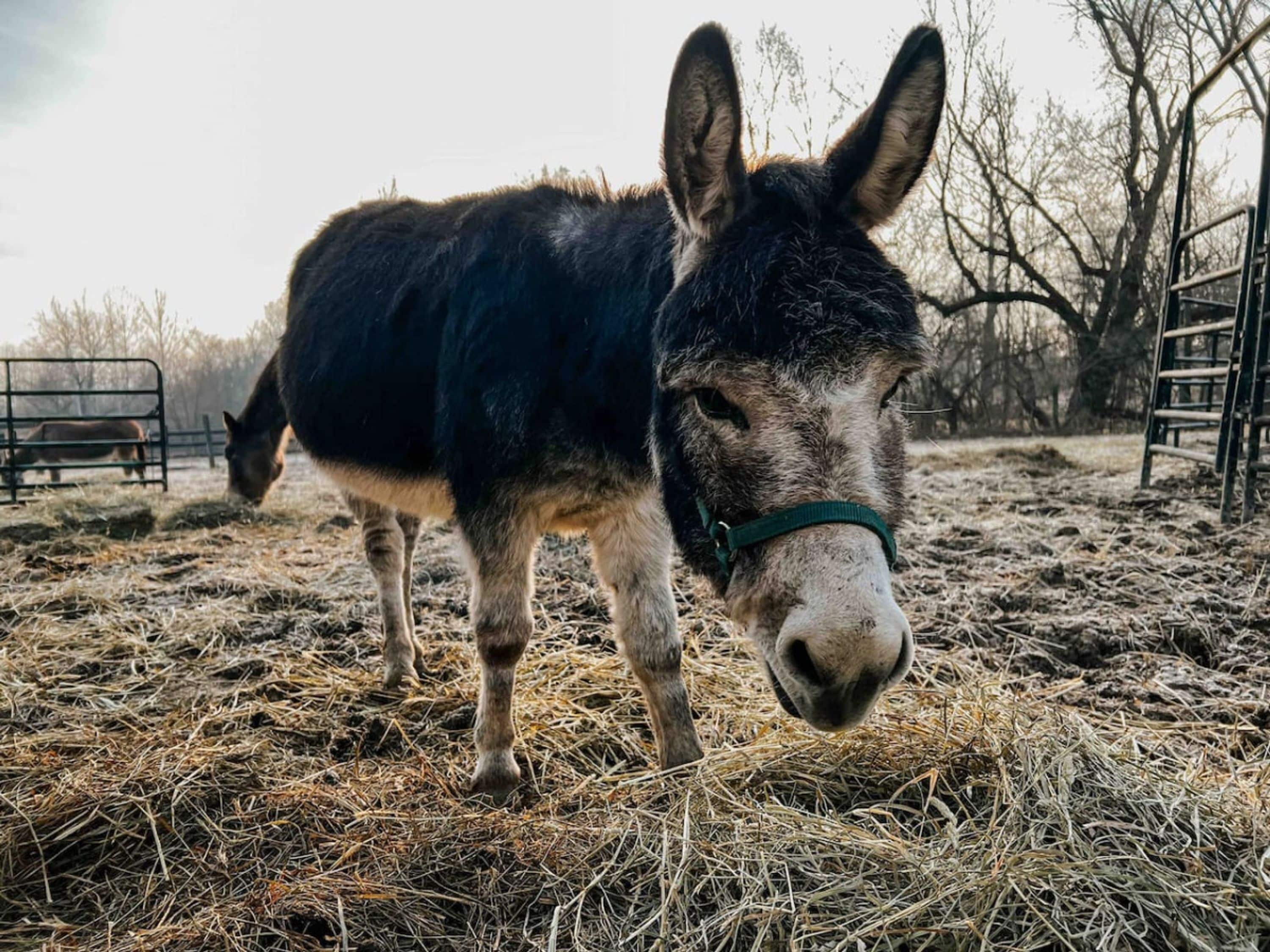 A donkey standing in a fenced area with hay on the ground.