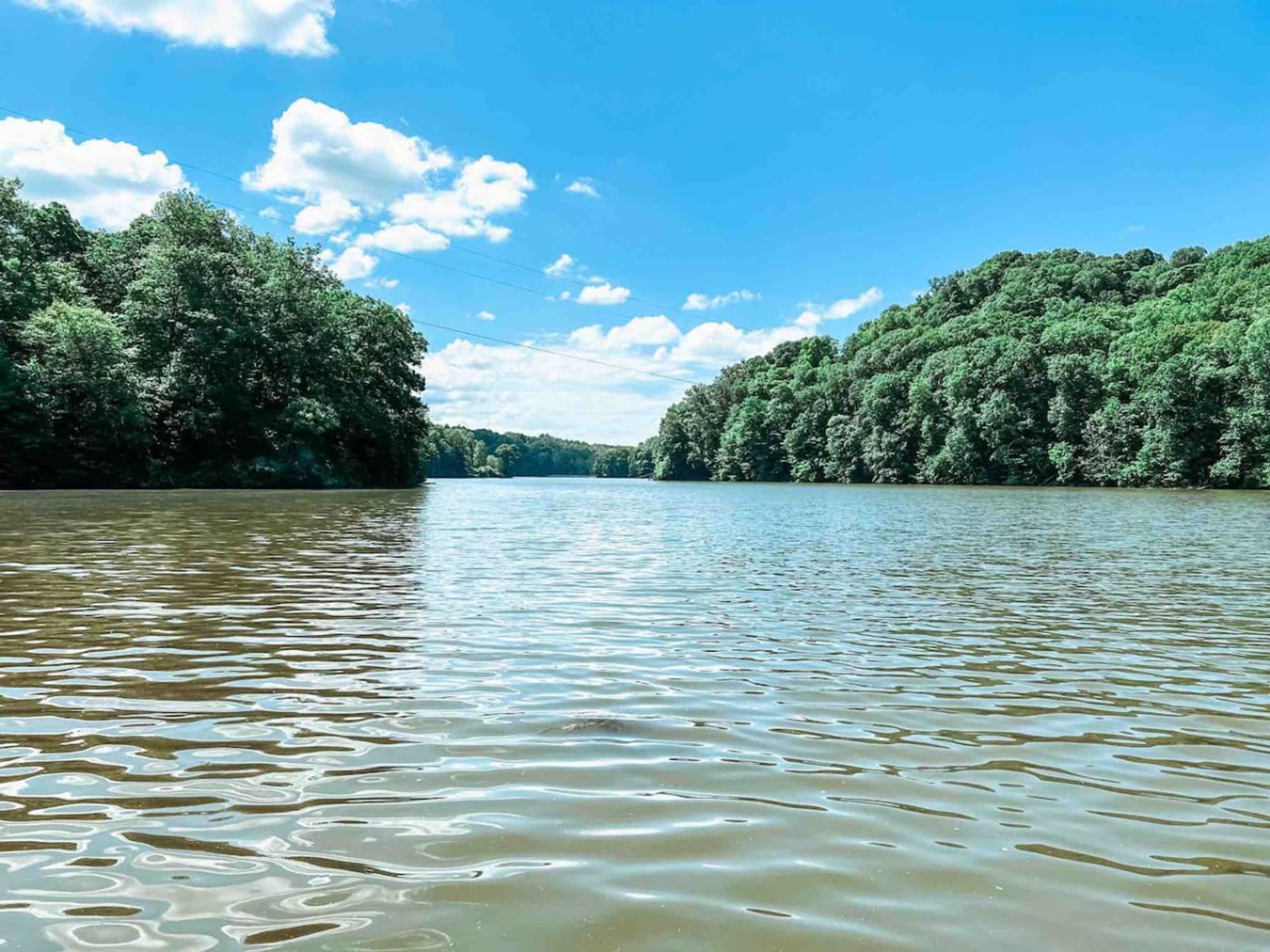A river with dense forest on both sides.