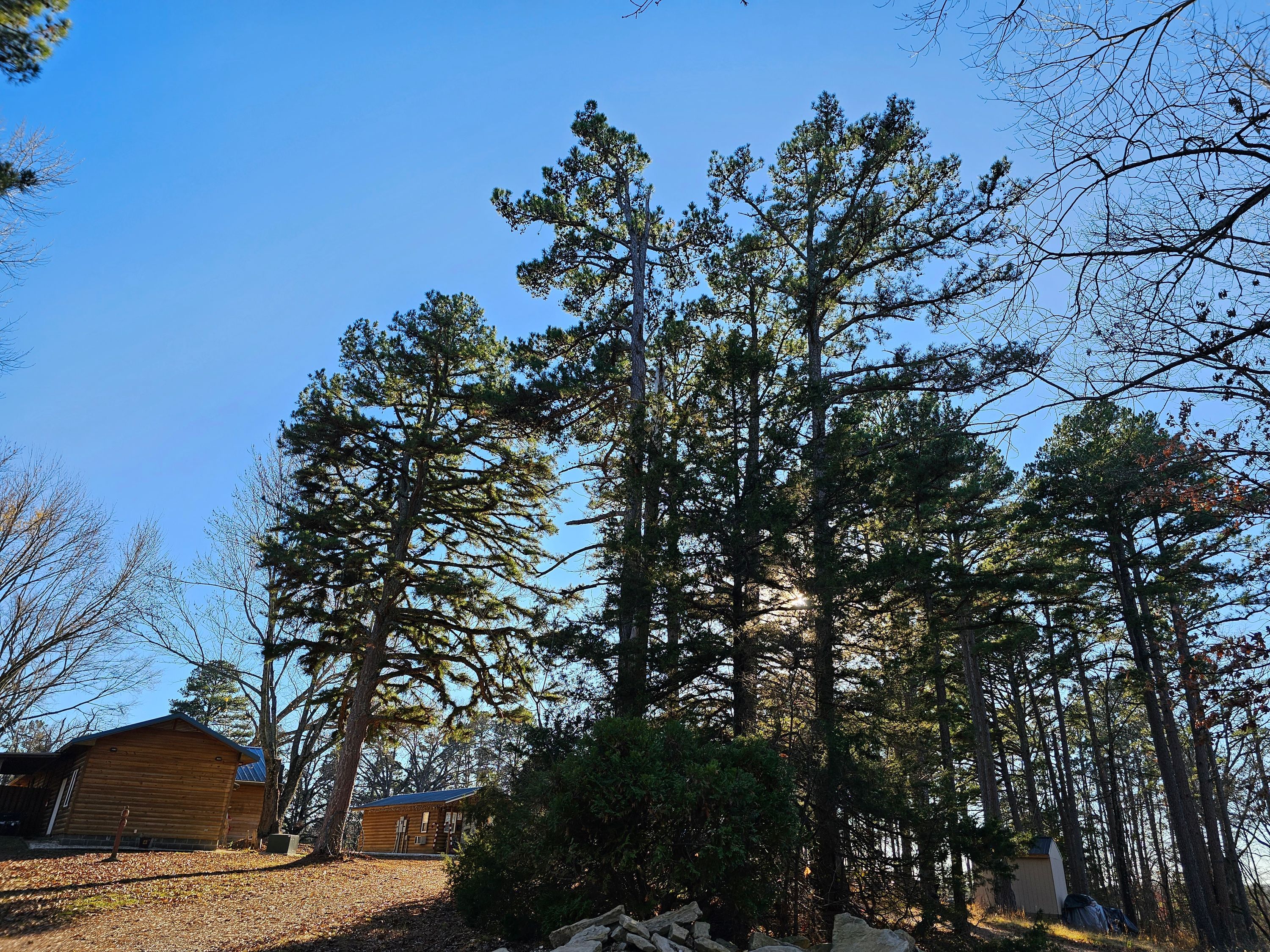 A cabin surrounded by tall pine trees, with a clear blue sky above.