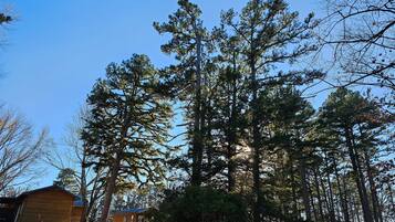 A cabin surrounded by tall pine trees, with a clear blue sky above.