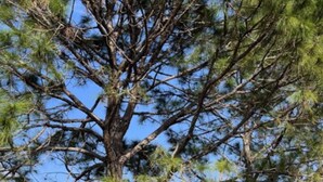 A large pine tree with a white fence in the background.