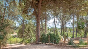 A dirt path leading through a forested area with tall trees and a stone wall. - Can Vert - Casa Rural Ideal Para Desconectar (Santa Eulalia del Rio)