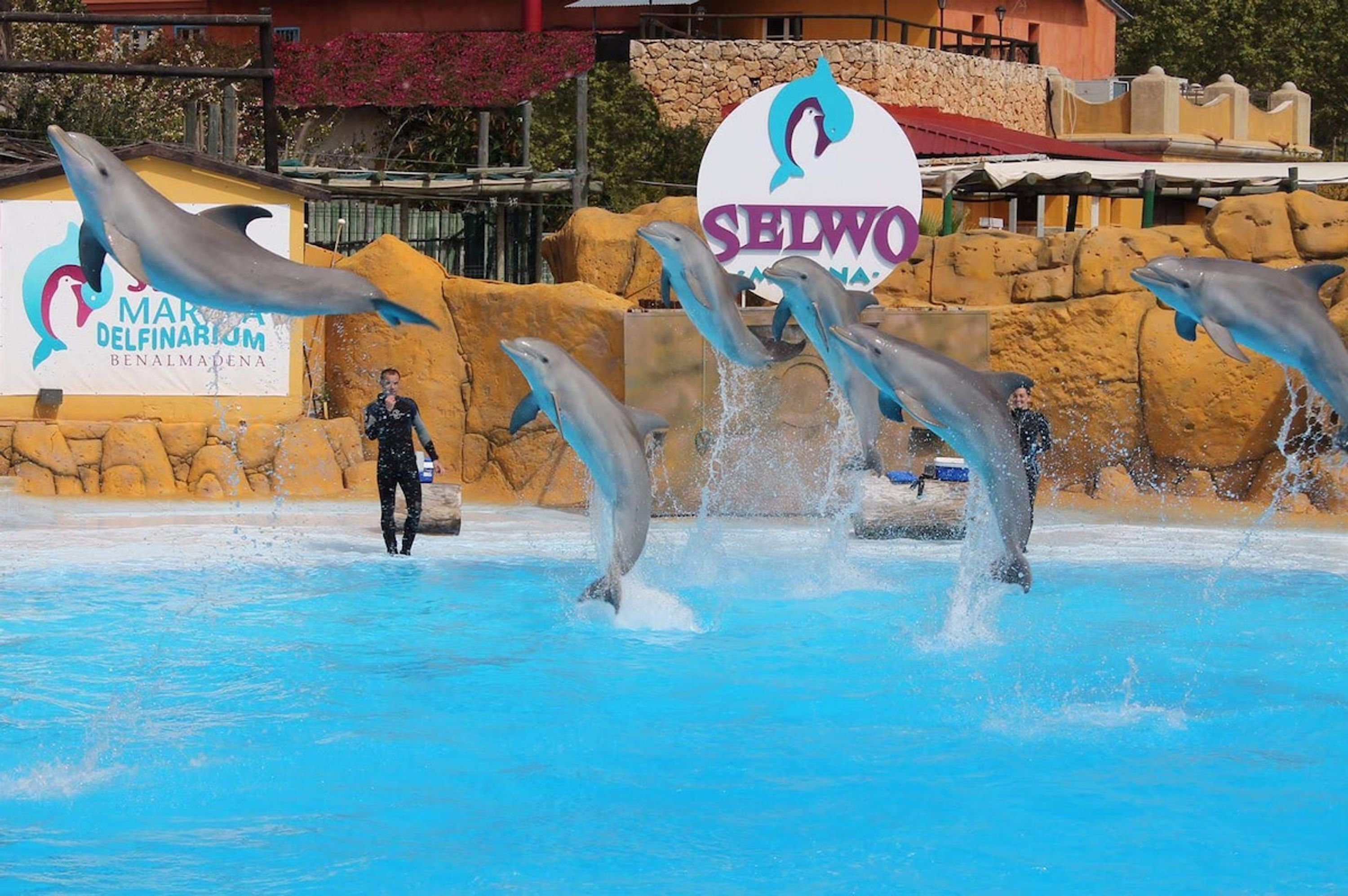 Delfines actuando en una piscina con un cartel que dice 'SELWO' y 'MARIA DELFINARIUM BENALMADENA'.