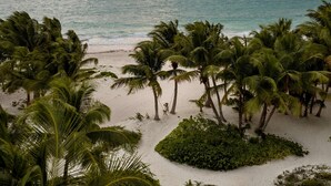 A beach with palm trees and a view of the ocean at sunset.