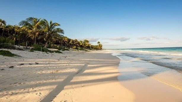 Ein Strand mit Palmen und blauem Himmel.