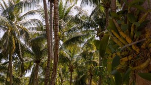 A couple standing by a pool surrounded by palm trees. - Hacienda Palancar Sian Ka an Luxe 11br (Tulum)