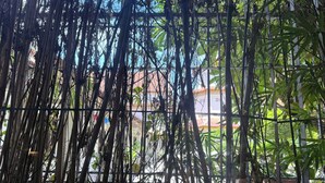 Visão através de uma cerca de bambu, com um edifício ao fundo.