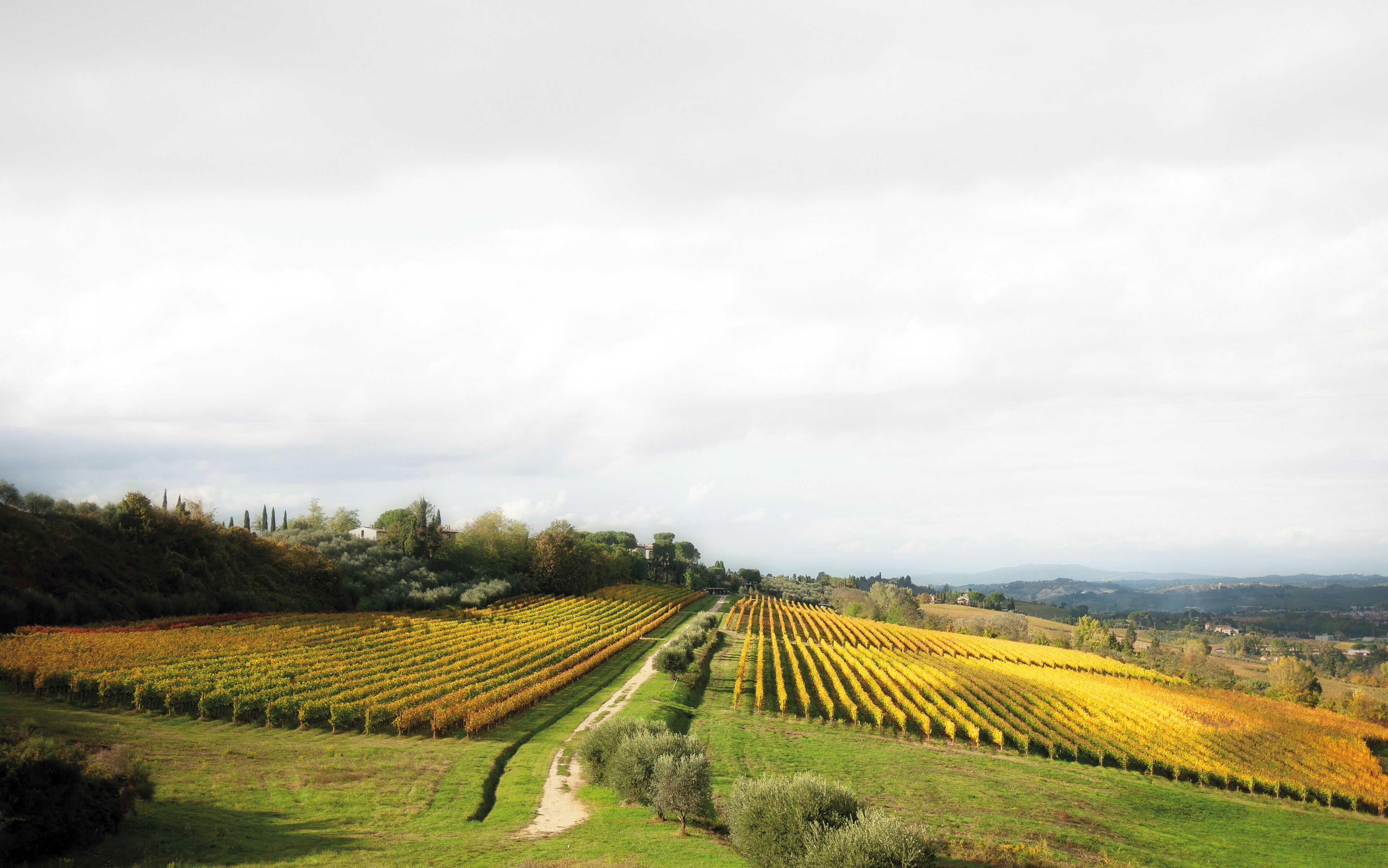 A vineyard with rows of grapevines extending into the distance, surrounded by rolling hills and a cloudy sky.
