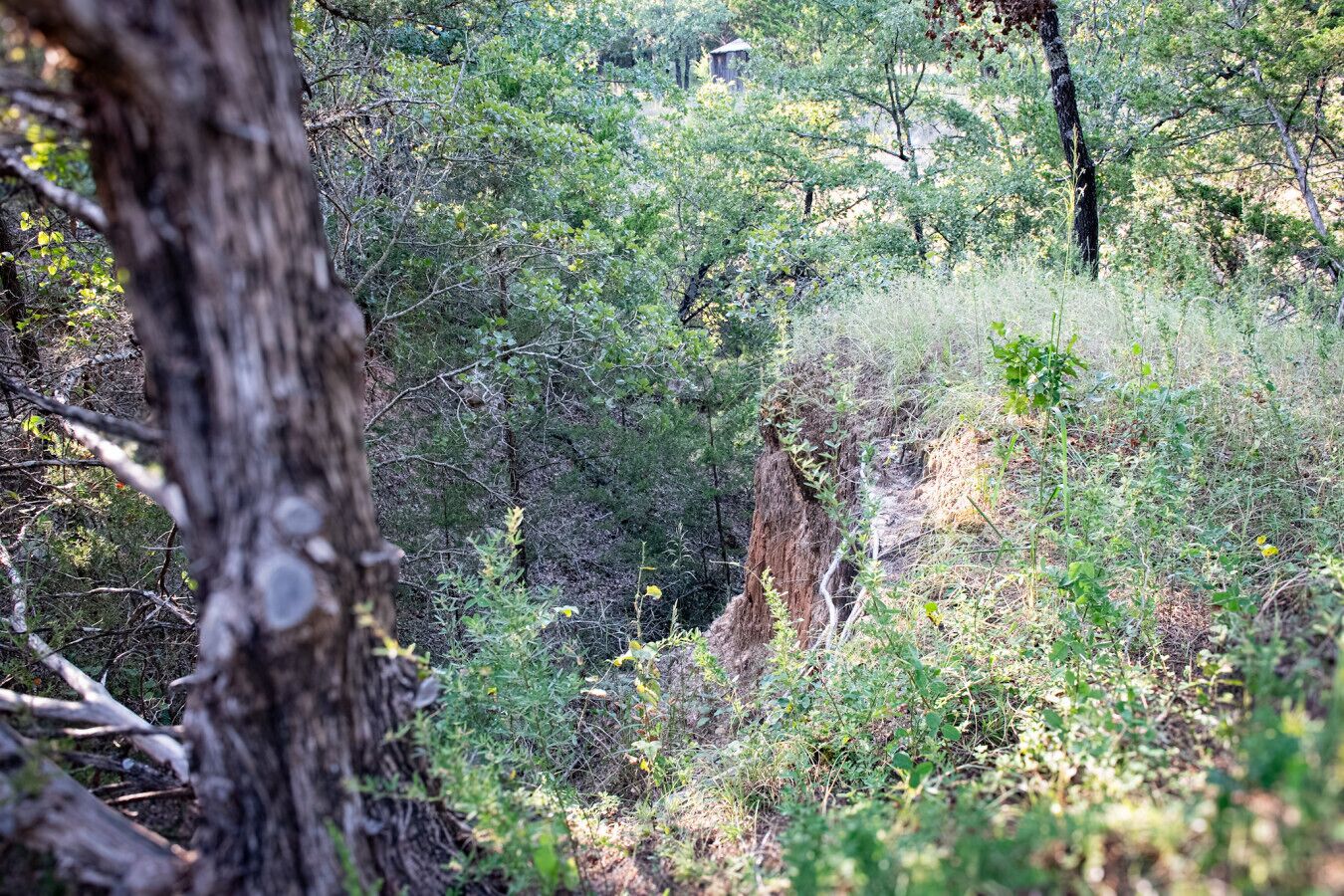A dense forest with a variety of trees and underbrush.