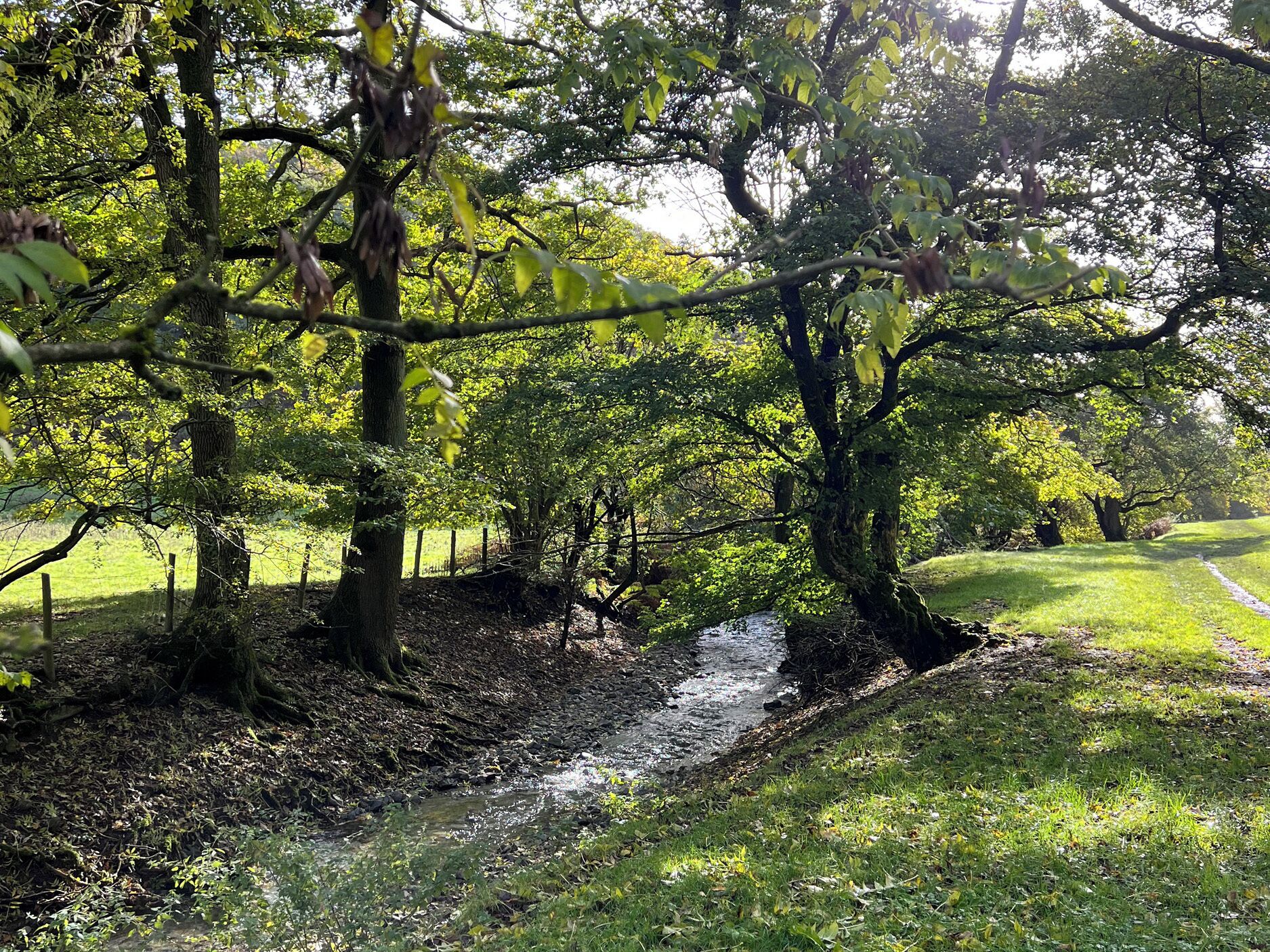 A natural landscape with a stream, trees, and a grassy area.