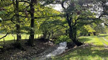 A natural landscape with a stream, trees, and a grassy area.
