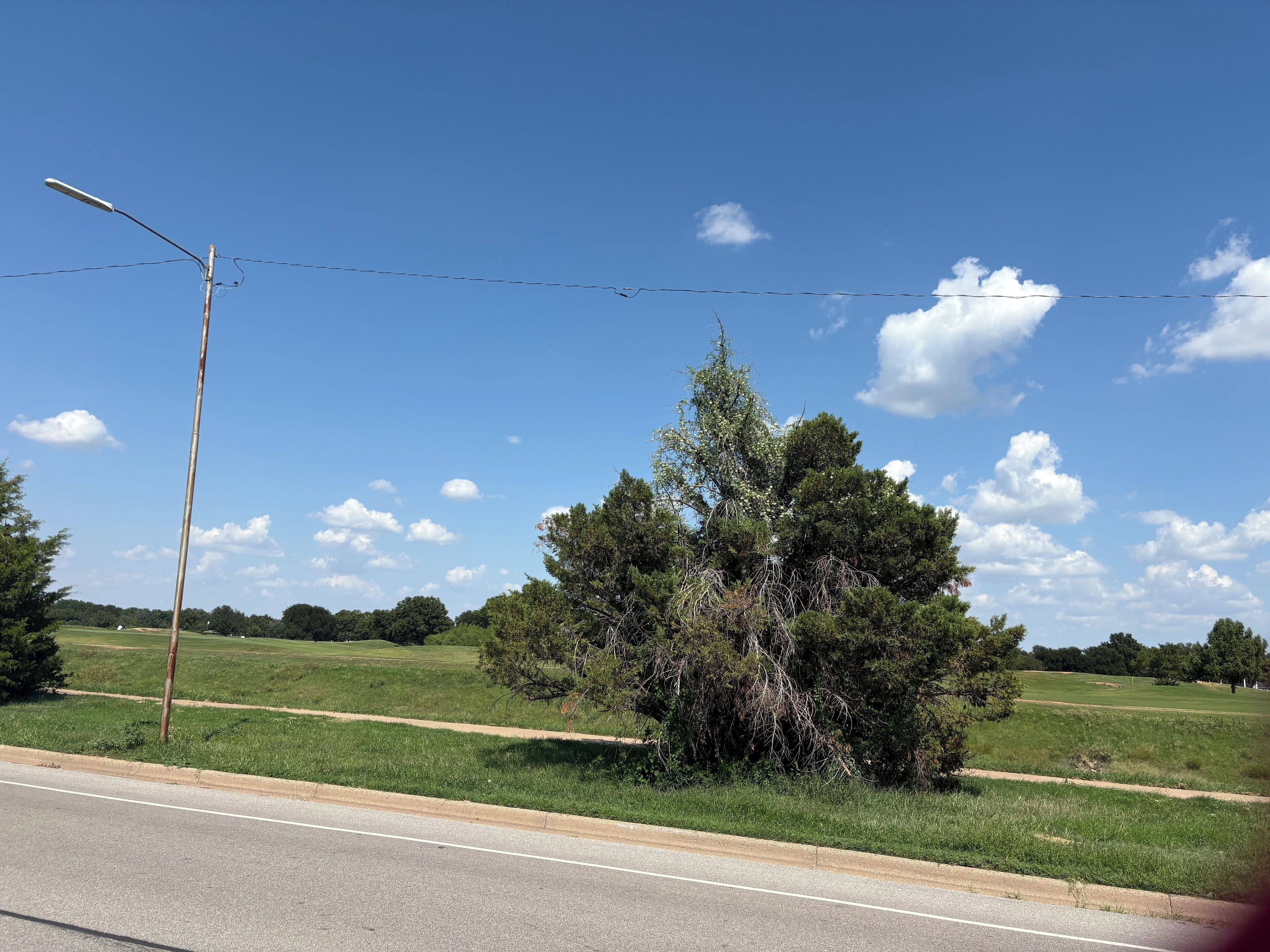 A road with a grassy field and a tree in the distance.