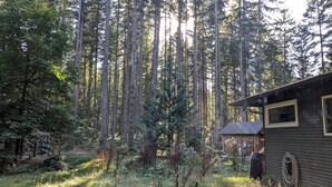 Uma cabana rodeada por árvores altas e floresta densa.