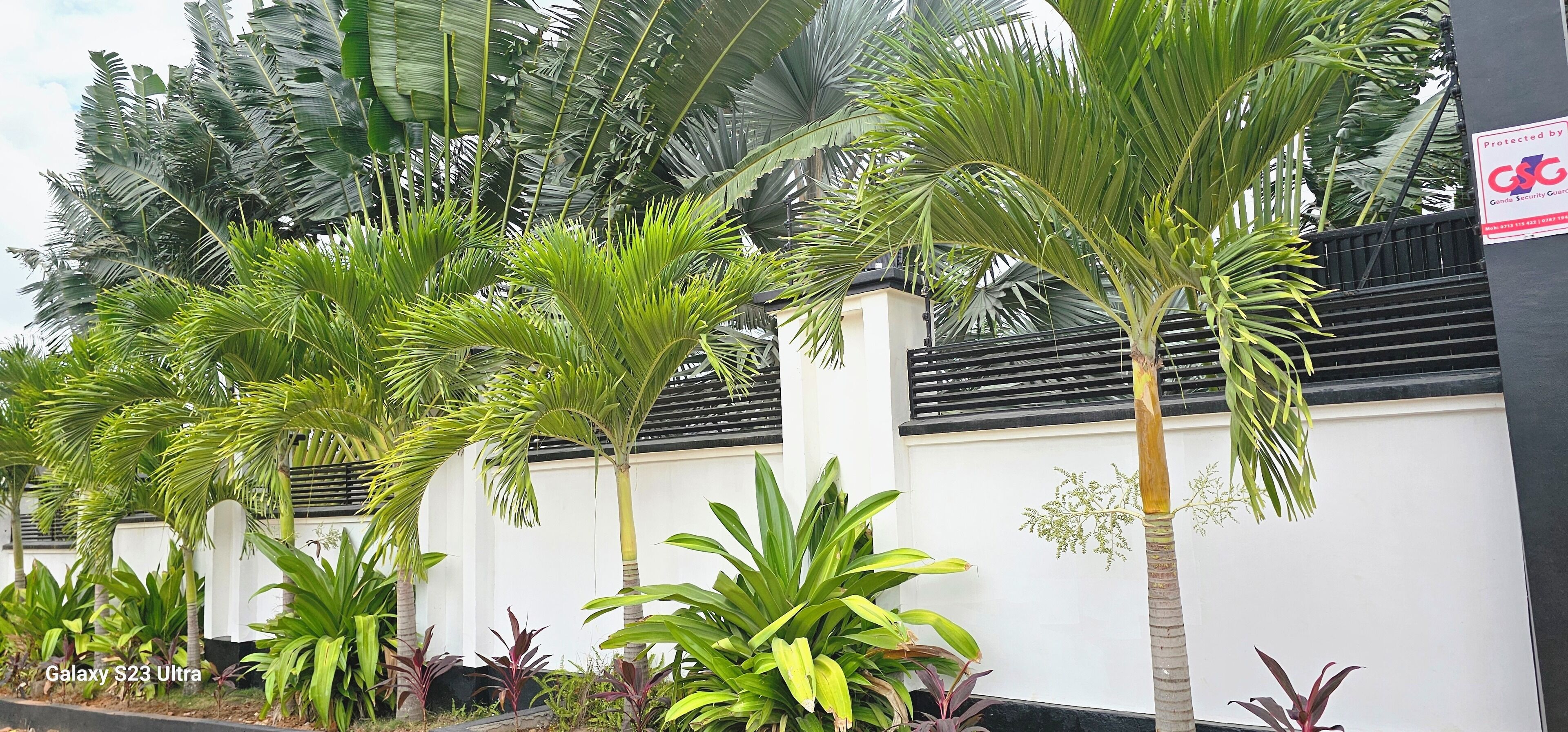 Pared blanca con palmeras y otras plantas tropicales.