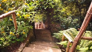 Una escalera de piedra con barandillas de madera, rodeada de exuberante follaje y helechos.